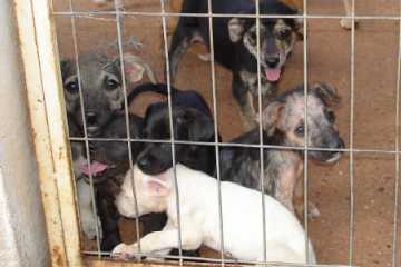 Tristeza dos animais que procuram um dono para amar